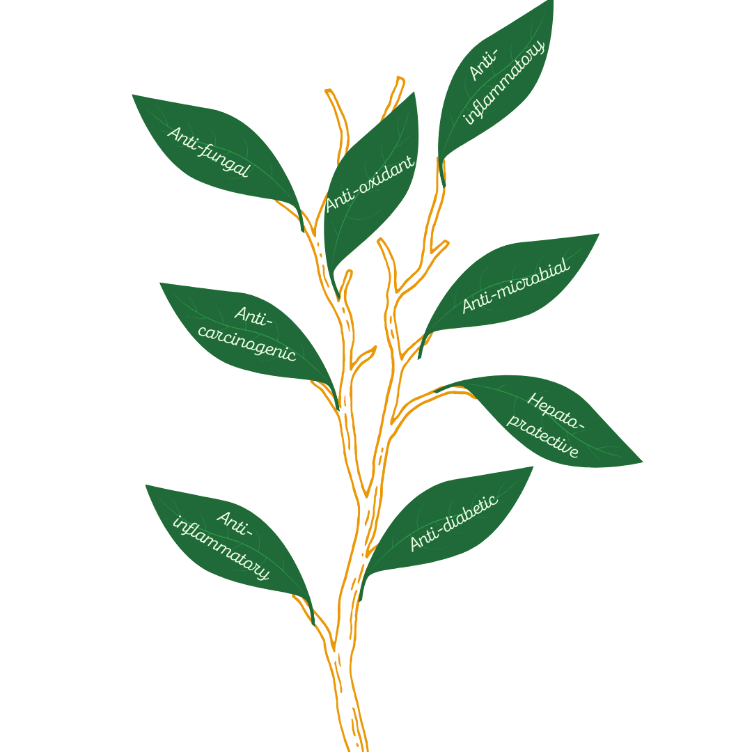 The curry leaf’s properties — anti-fungal, anti-oxidant, anti-inflammatory, anti-microbial, anti-carcinogenic, anti-diabetic and hepato-protective.